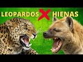 LEOPARDOS X HIENAS! O QUE PODE ACONTECER QUANDO ESSES GRANDES CAÇADORES SE ENCONTRAM?