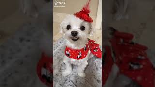 Download Lagu Lorena Pages Outfits that they couldn't this year- Animals Edition #1 MP3