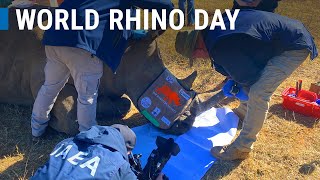 World Rhino Day - Protecting rhino – the nuclear way