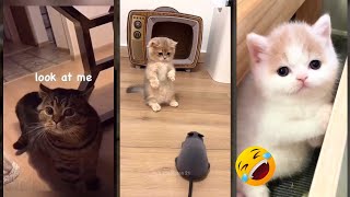 Funniest Cat 🐈⬛ cats meowing 😸 #WeAreCats Part 2909