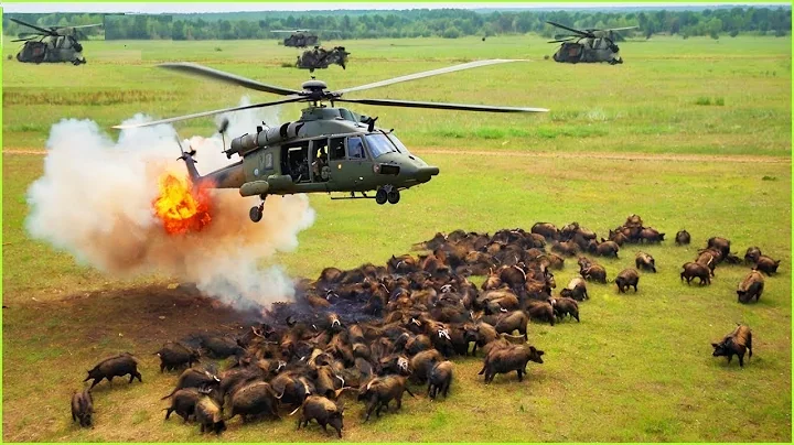 How Do Hunters And American Farmers Deal With Millions Of Wild Boars By Helicopter and Trap