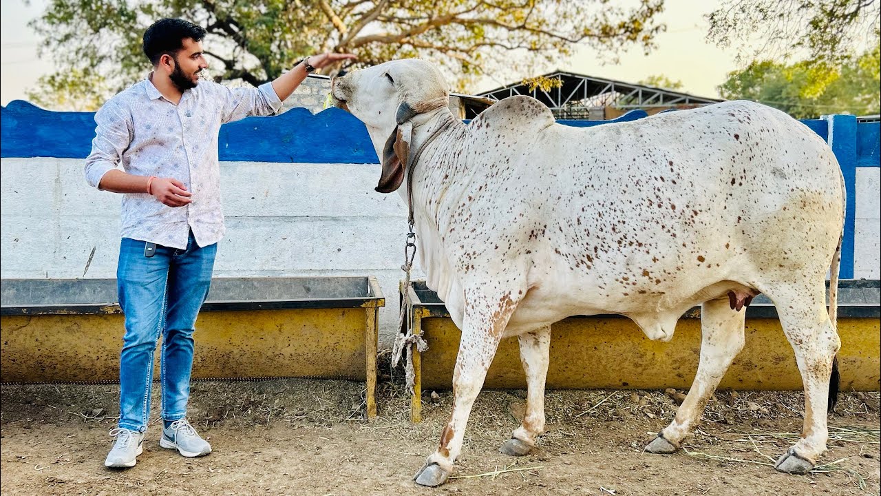 Ansuya gir Gaushal manavader gir cow Gujarat