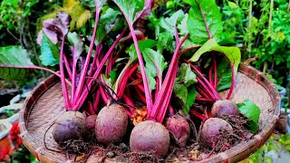 Beetroot plants grow at home// how to grow beetroot plants at home 🏡