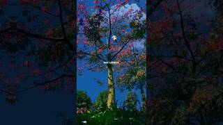 Taras Tarasti Hu Sawariya Tera Binashreea Kaul S Editsong