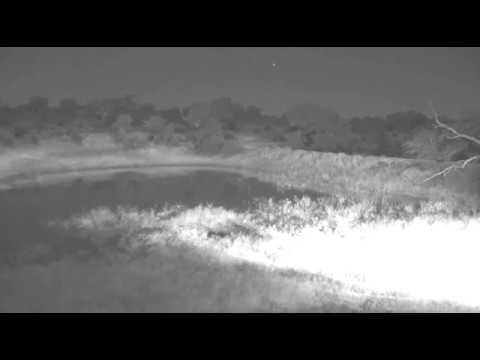 sindile faku April 13, 2017- 01:05 a.m- Lion walks across dam wall SE and 2 sets of roars following