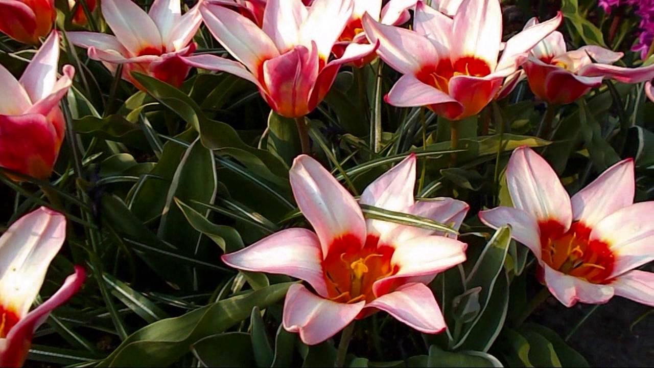 Tulips Kaufmanniana Ancilla YouTube
