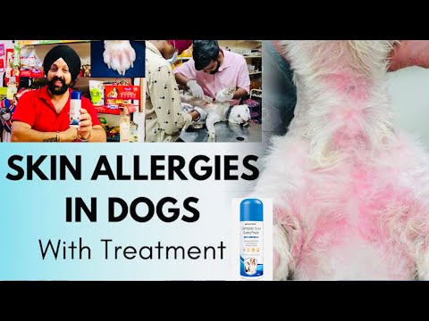 Pet care | Most Common Skin Problems Dog Allergy, Bacterial, Fungal, Infections & Wounds. BholaShola