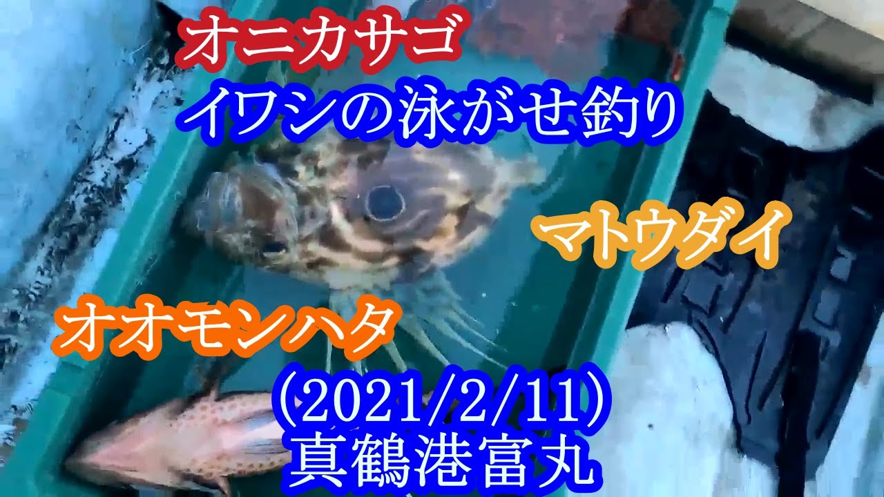 神奈川県の真鶴 まなづる 沖でイワシの泳がせ釣り オオモンハタ マトウダイ オニカサゴをゲット Youtube