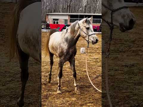 Arabian Two Year Old Stallion