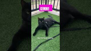 mastering her leash training 🥲💕 #proudmom #blackcat #cat #catmom #leashtraining #cats