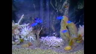VIDEO AQUARIUM VHS VCR White Noise ASMR Glitch Experimental 90s by LunchmeatVHS 470 views 1 year ago 1 hour
