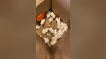 Ball python live feeding