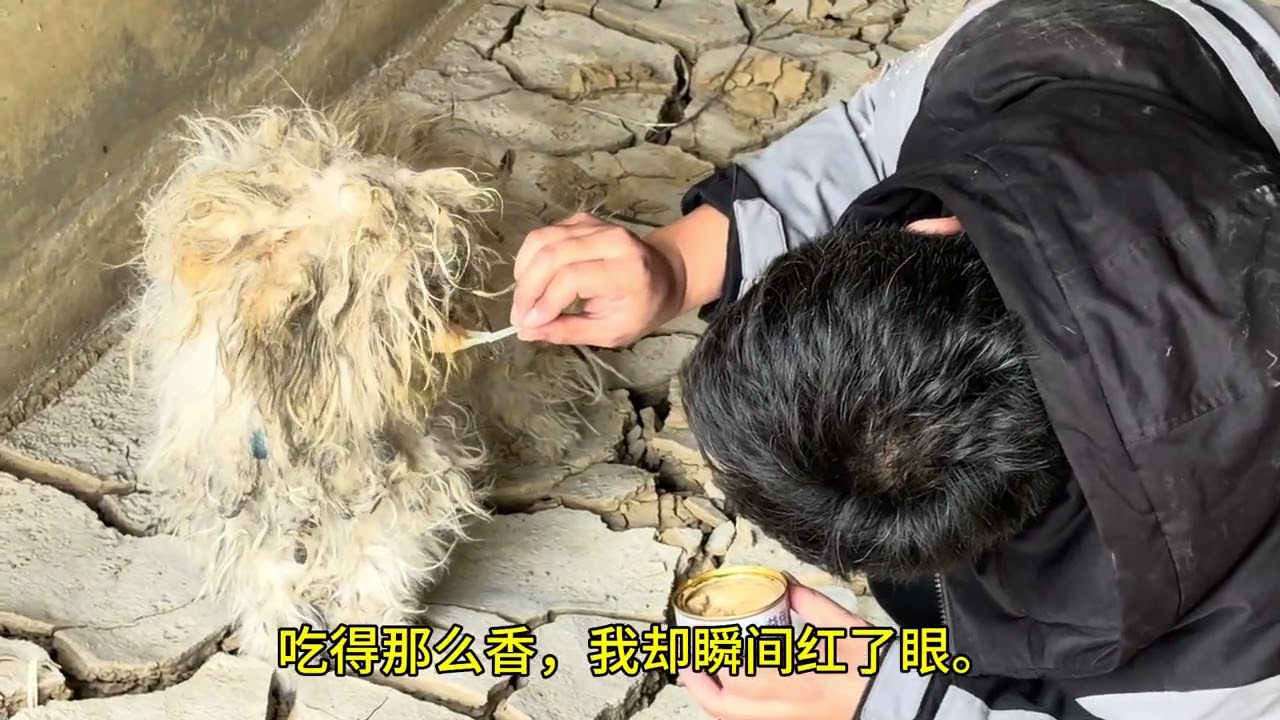 粉絲橋頂瞥見一團會動的影子，我狂奔而去，這一次，我接住了它。