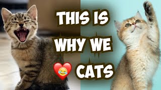 This is Why We Love Cats | MoTP 23.16