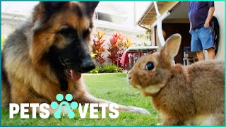 German Shepherd And Tiny Bunny Are Best Friends | Pets In Paradise