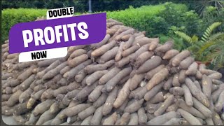 How To Make Millions On One Acre Of Yam Farm Land | Commercial Farmer Explains Details