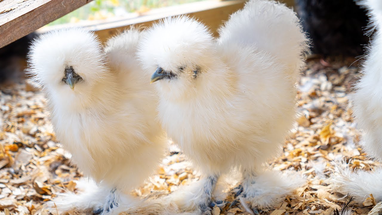 LIVE Silkie Coop: Fluffy Bantams Explore the Coop (All Day)