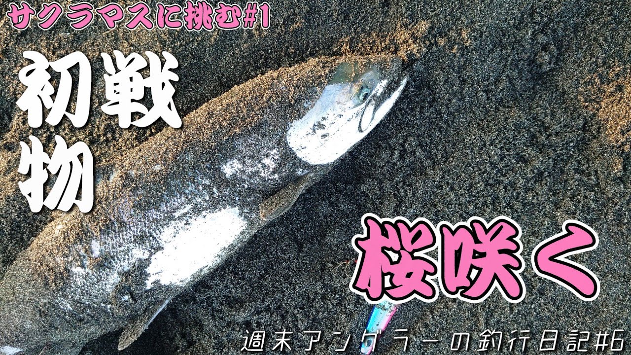 【週末アングラーの釣行日記2025№6】【サクラマスに挑む2025№1】初戦からまさかの結果が！桜はまだ咲いてませんが、サクラは咲きました🌸