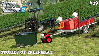 First GRAPE HARVEST by HAND on STEEP SLOPE VINEYARD! 🍇😱⛰️ | Erlengrat | FS22 | Timelapse #49