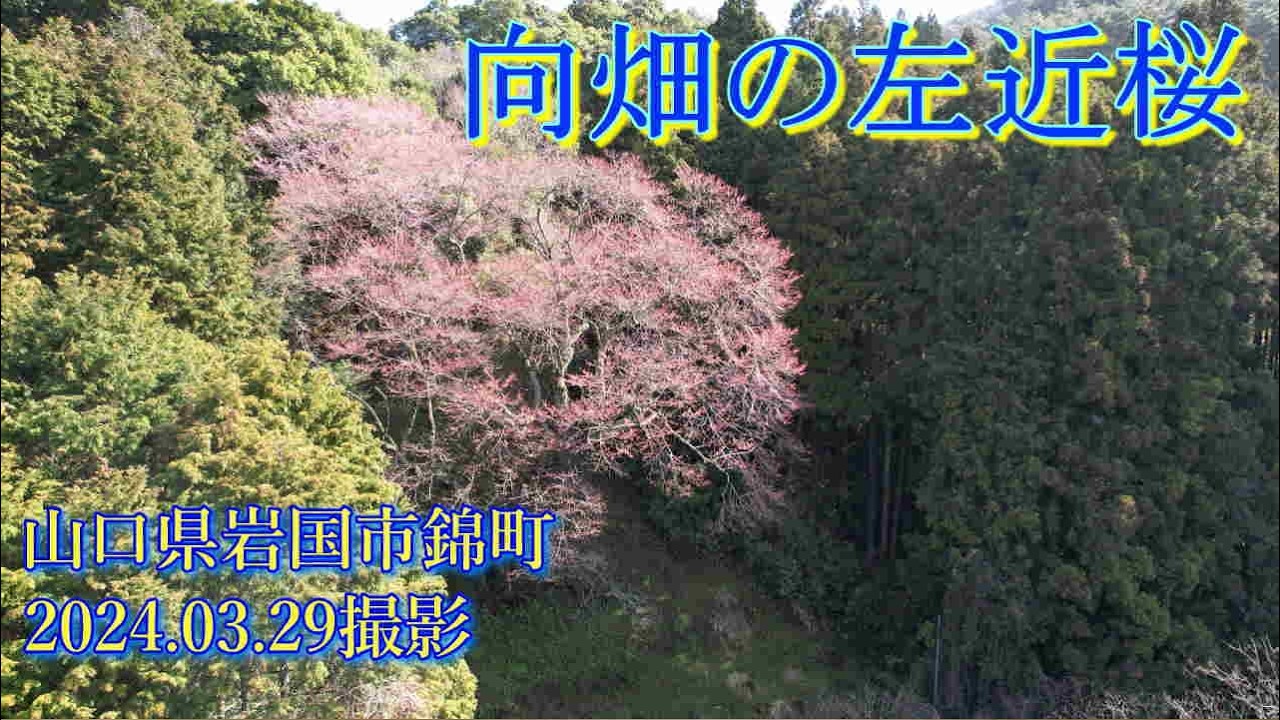 向畑の左近桜　2024.03.29撮影