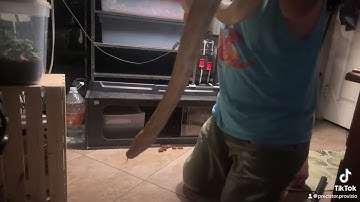 “ISABELLA” OUR ALBINO BURMESE PYTHON AMBASSADOR, FIRST HANDLING SESSION