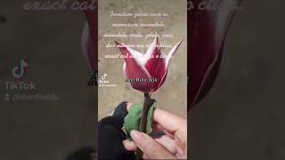 Prețuiți clipa #anamihabiju #motivamsuflete