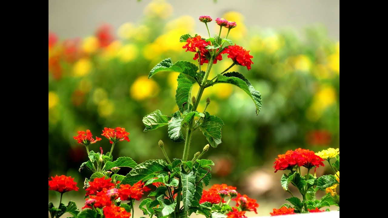 How To Grow And Care Lantana Plant Hedge Hindi You How To Grow And Care Lantana Plant Hedge Hindi
