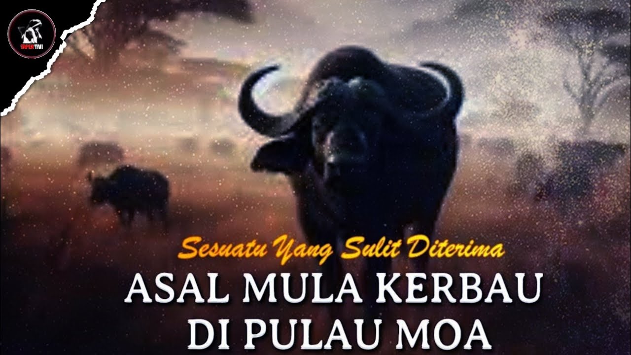 ПРОИСХОЖДЕНИЕ БЫКА НА ОСТРОВЕ МОА ️ Разнообразие традиционных местных мудрых историй Малуку