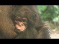東山チンパンジー 双子の赤ちゃん 12 Chimpanzee twin baby