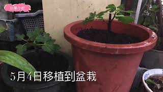 1091005波姬紅無花果盆植紀錄
