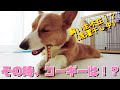 飼い主が洗濯物を干しているときのコーギー犬の様子を隠し撮り！【Corgi #33】