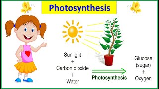 Process Of Photosynthesis Plants Make Their Own Food