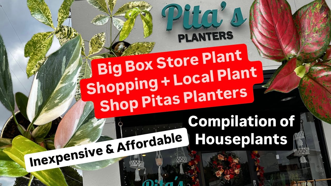 Big Box Store Plant Shopping Alternative Compilation Pita's Planters Plant Shop + Lowe's Houseplants