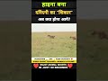 हाइना बना दरिंदगी का शिकार 😱 । animal shorts । #shorts #ytshorts