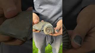 Famous Fossil Hunting Pays Off Sometimes!  #shorts Wealth