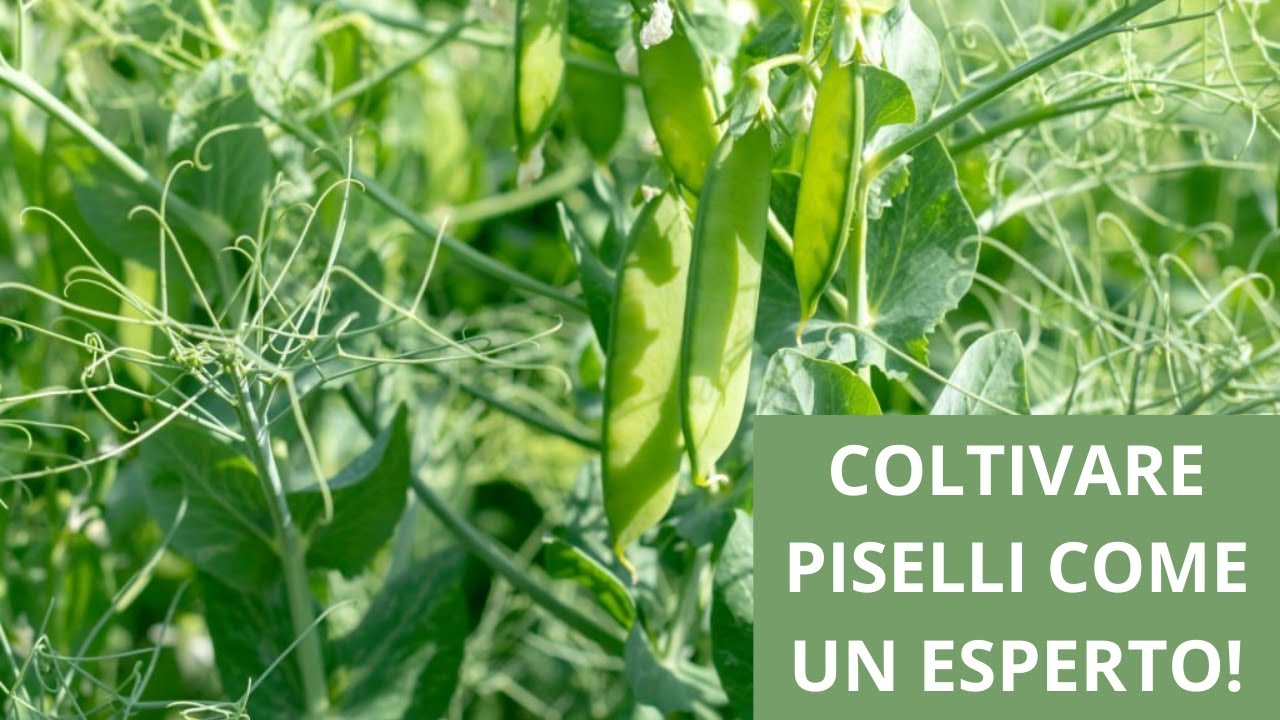 Come coltivare con successo i piselli: Suggerimenti e Segreti per una raccolta abbondante