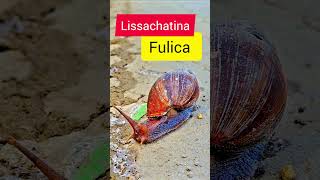 #dailyvlog #nature #African snail #snail #snails #lissachatina fulica #macroshoot #insects