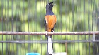 Download Lagu MURAI BATU GACOR 100% AMPUH PANCING EMOSI AGAR NGAMUK DAN BONGKAR ISIAN MP3