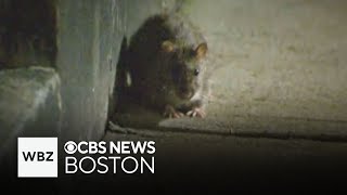 Boston still looking at ways to improve trash storage a year after Rat Summit