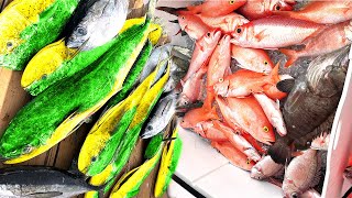 BAHAMAS SLAY!!! Dolphin, Tuna, Snapper, Grouper and MORE!!