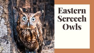 All About Eastern Screech Owls and 5 Ways To Attract Them