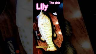 #thescaffold #lilythepink #schubertsabend #heidemarieschubert #comediansoftiktok#fun #folkwaschzing