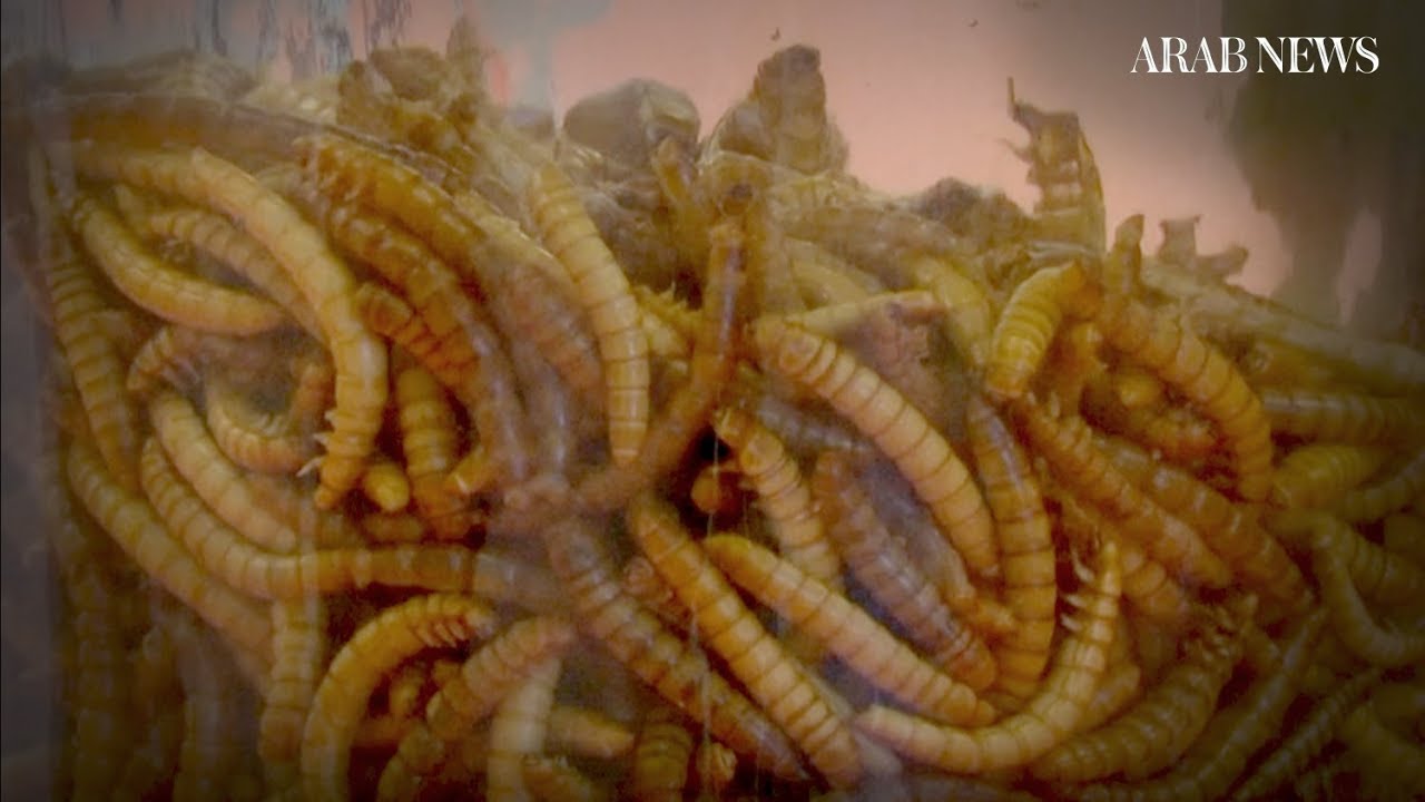 Insects feed demand for global protein