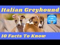 Italian Greyhound 10 Facts You Should Know Before Bringing One Home