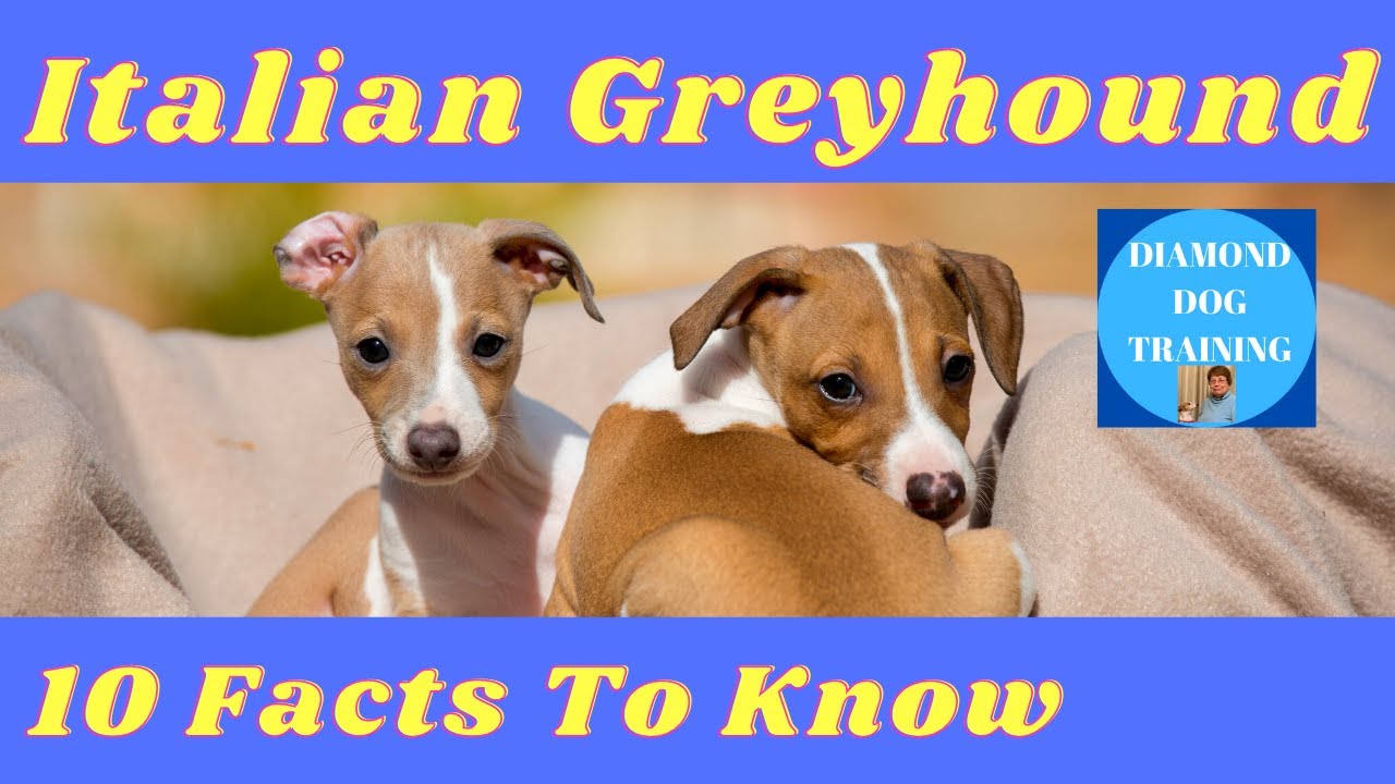 italian-greyhound-10-facts-you-should-know-before-bringing-one-home