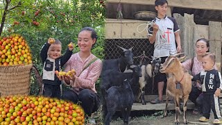 A 17-year-old single mother picks plums from the garden to sell and buy more baby goats to raise
