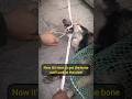Dog Stuck with Bone in Mouth Gets Sweet Relief #rescue #dog