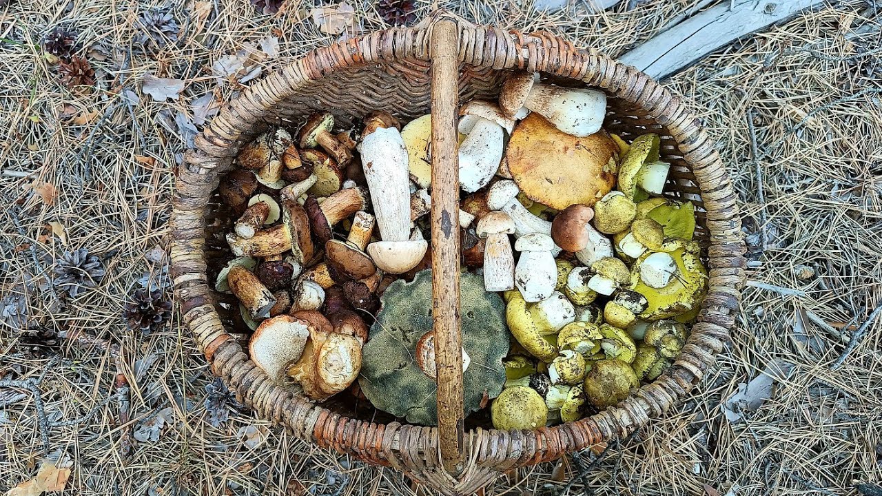 ГРИБИ НА БУДЬ-ЯКИЙ СМАК 🍄‍🟫 Польський гриб, зеленушки, білий гриб та маслюки! 🍄‍🟫