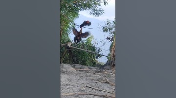 Hlau youtube cho gà ăn mà gà bây so tài hay quá.qaib qus ya xib ncaws zoo saib tiag tiag