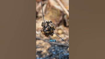 How They Control Thousands of Bees #shorts #short